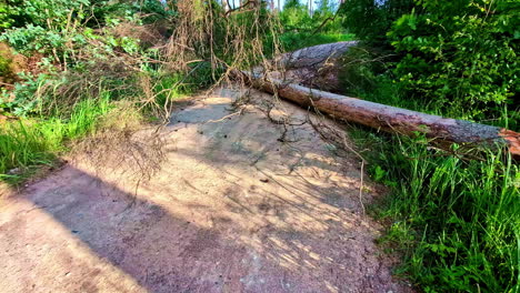 close-up of fallen pine tree with branches blocking forest road in bright daylight