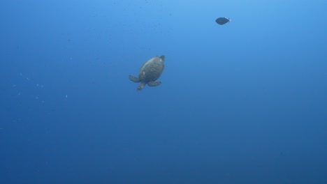 Hawksbill-sea-turtle-swimming-over-a-coral-reef-in-crystal-clear-water-of-the-pacific-ocean,-around-the-island-of-Tahiti-in-French-Polynesia