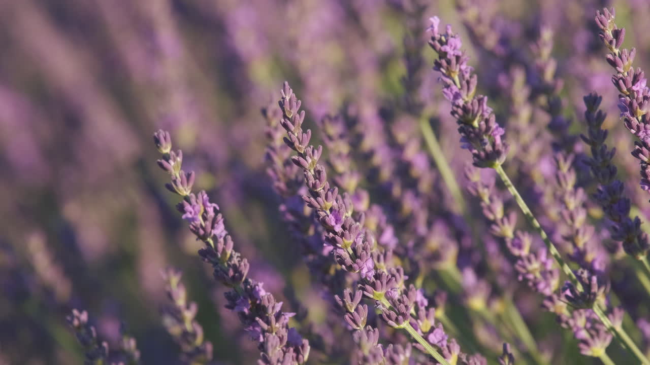 여름에 피는 라벤더 꽃에 가까이