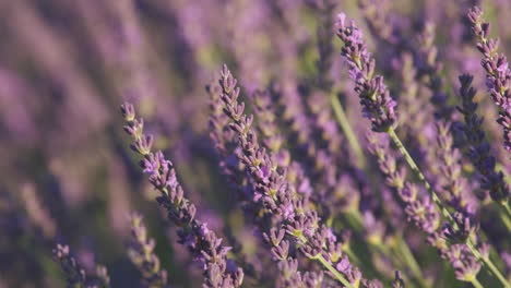 primer plano de las flores de lavanda que florecen en verano