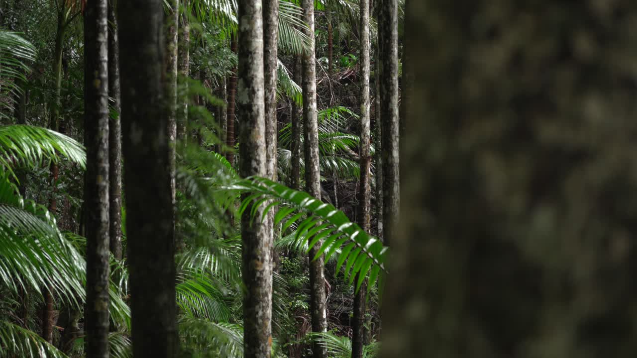 Scenic dept view of Australian forest trees during rainy wet day.