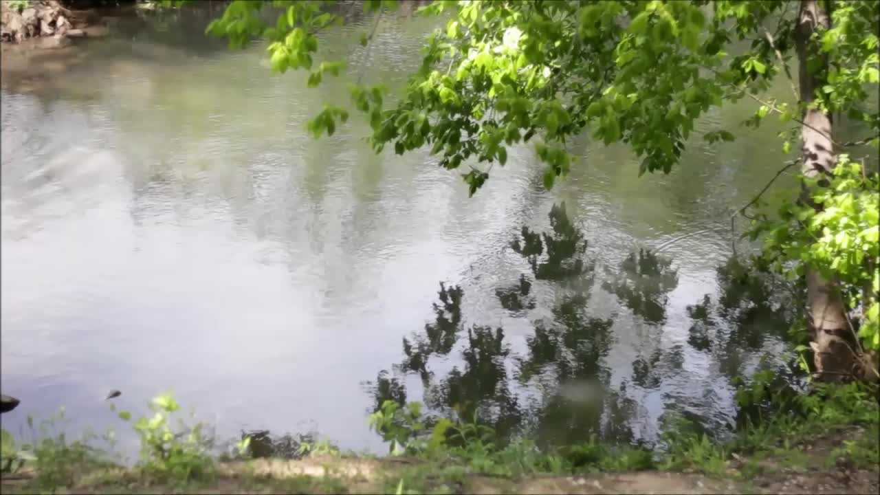 Tree branches in the wind | Reflection of tree branches