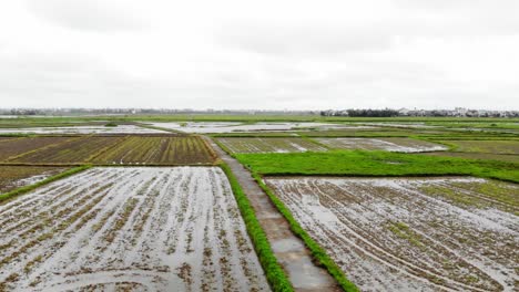 a rice field in hoi an, vietnam, a track shot captured by a drone