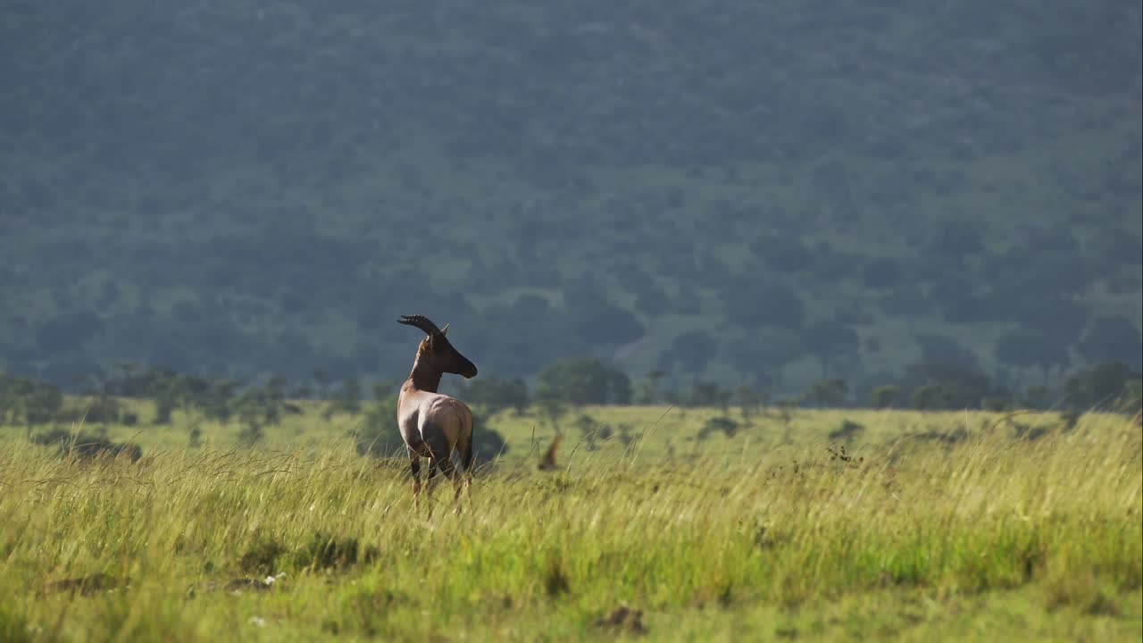 tomada en cámara lenta de topi, vida silvestre africana en la reserva nacional de masai mara, kenia, áfrica animales de safari en la conservación norte de masai mara