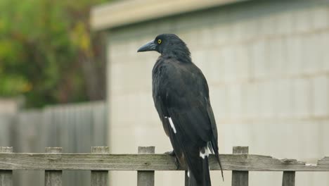 pied currawong bird perched on fence trellis australia gippsland maffra victoria daytime