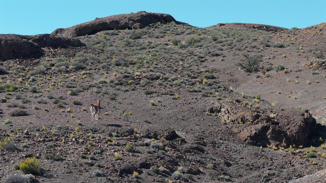 Capture a dynamic aerial follow shot of a Guanaco sprinting across Argentina's vibrant tundra landscape on a bright, sunny day, highlighting the region's natural beauty and wildlife.