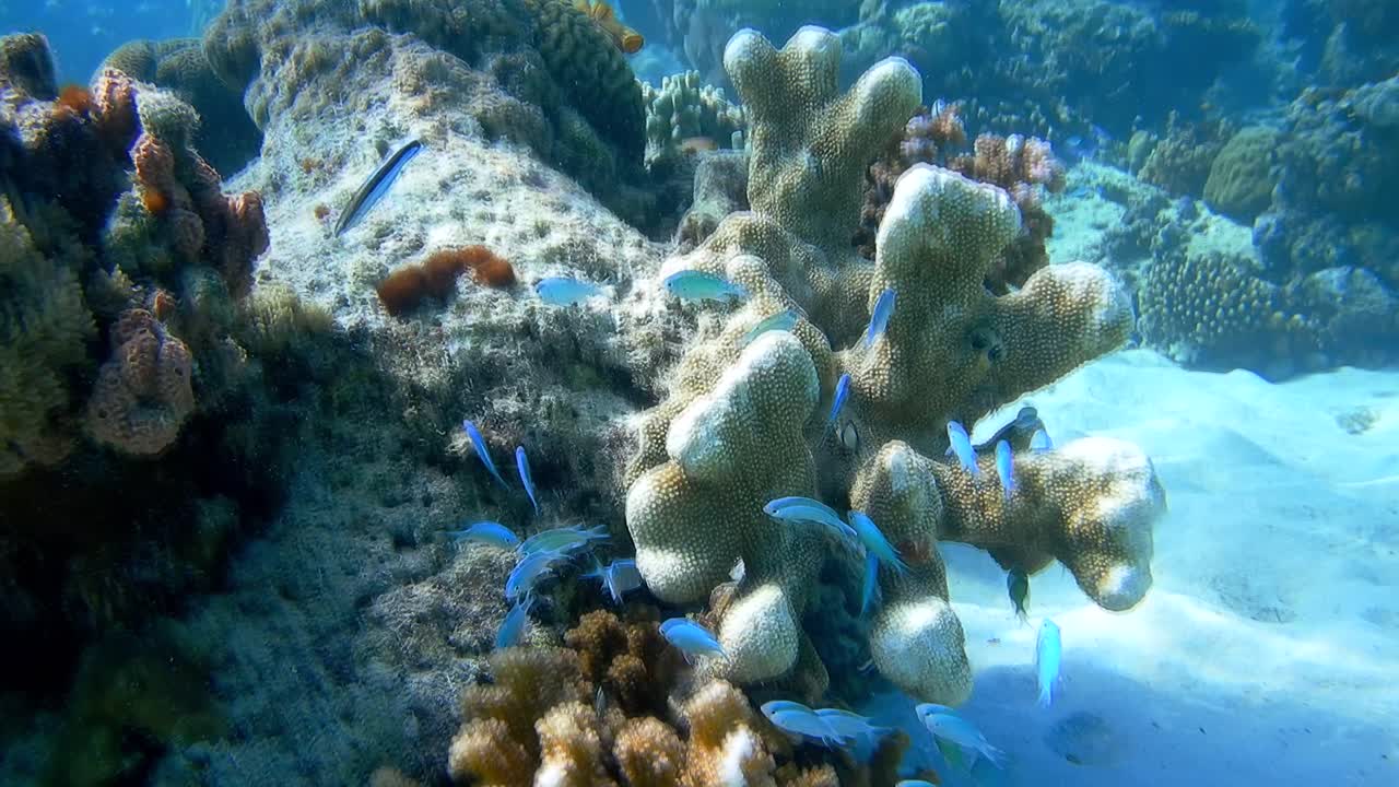 una escena submarina durante el buceo en un arrecife de coral, una pintoresca flora marina y un banco de pequeños peces azules