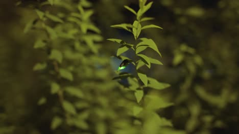 luciola cruciata, luciérnaga japonesa "genji-botaru" en la noche brillando y volando