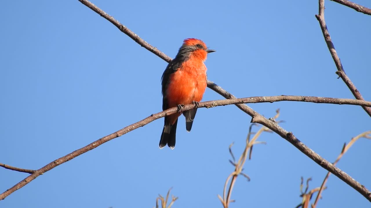 pyrocephalus rubinus, vermilion flycatcher, 새가 앉아서 날개  ⁇ 털을 정리합니다.