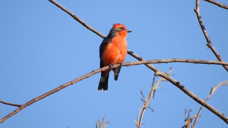 pyrocephalus rubinus, vermilion flycatcher,
bird perched preens his wing feathers