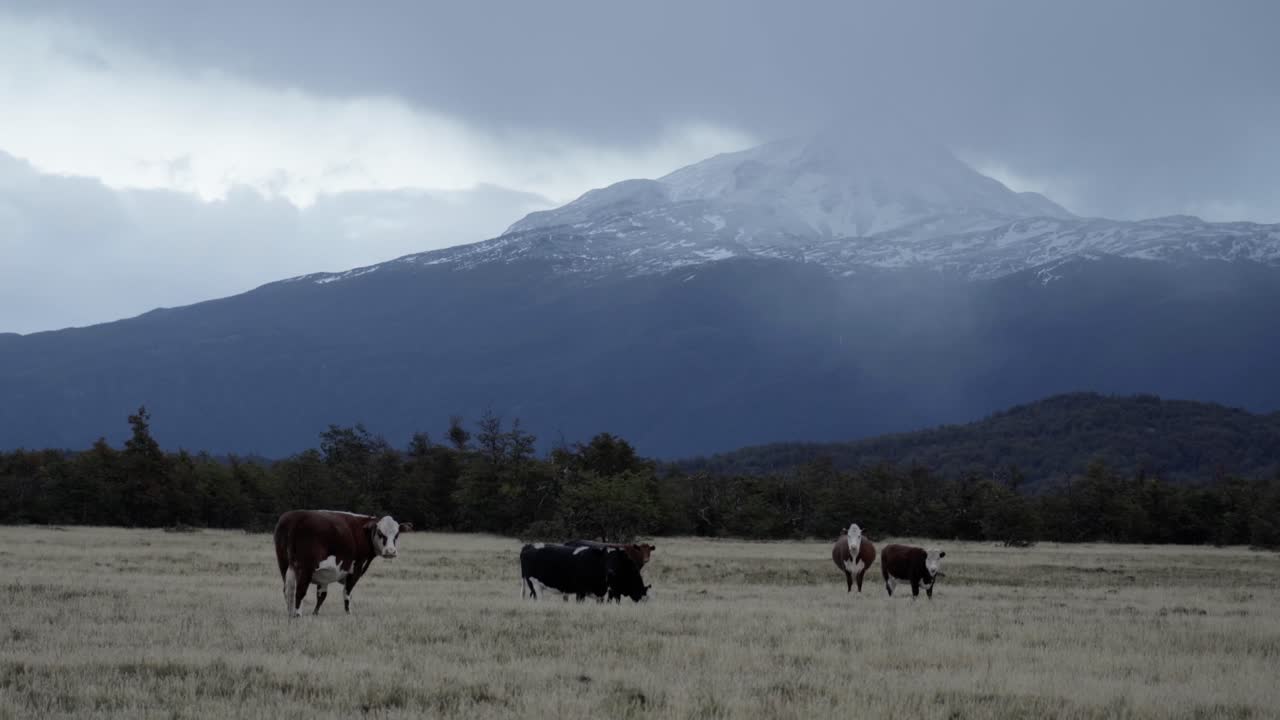 A shot of livestock standing in a dry Patagonian field with a vast, snow-covered mountain peak looming under a cloudy, atmospheric sky in the Torres del Paine region of Chile