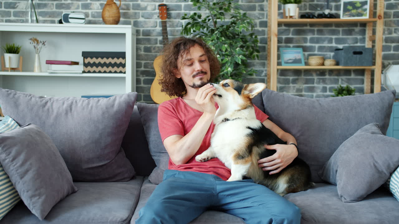 Man feeding and kissing his Corgi dog on a sofa
