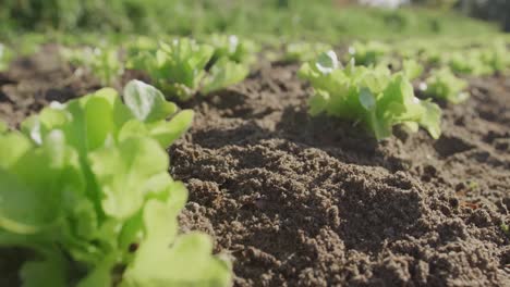 seedlings on an organic farm