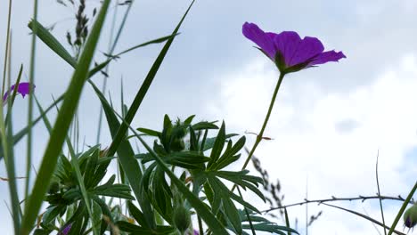 Floreciendo-Hermosas-Flores-Silvestres.-De-Cerca.-Primavera,-Exuberante-Vegetación