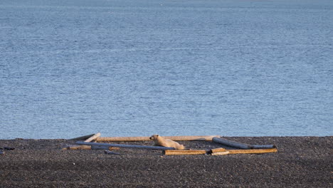 polar bear sleeping in the middle of a campsite