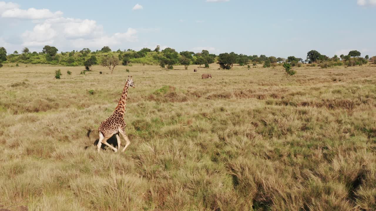 Aerial drone shot of Giraffe Wildlife Safari Animal and African Savanna Landscape Scenery in Beautiful Maasai Mara National Reserve Nature, Kenya in Amazing Masai Mara North Conservancy