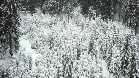 dense snow-covered forest in winter