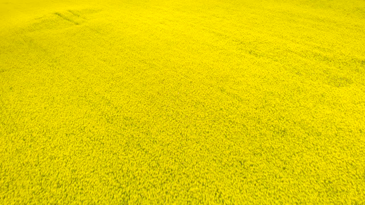 Enorme campo di fiori giallo colza