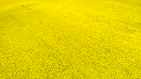 Huge-canola-yellow-flower-field
