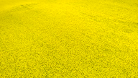 huge canola yellow flower field