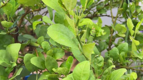 mid closeup shot of a caterpillar of the papilio genus swallowtail butterfly, feeding on the tender leaves of lemon trees