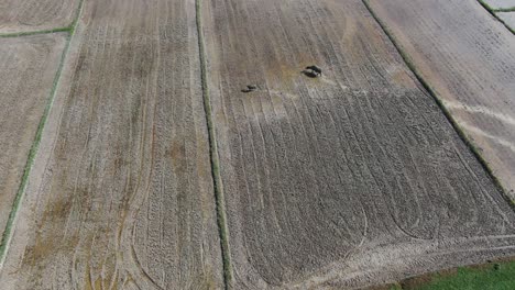 Vista-Aérea-Agradable-Seguimiento-Madre-Búfalo-De-Agua-Y-Su-Ternero-Divirtiéndose-Corriendo-En-Campo-Ancho-De-Arroz