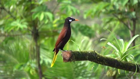 a beautiful montezuma oropendula bird , standing on a branch, then flying away