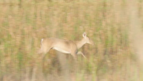 Hermano-De-Venado-De-Cola-Blanca-Corriendo-Uno-Tras-Otro