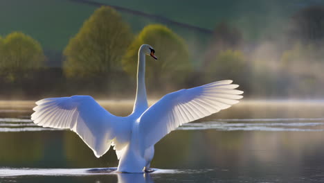 mute swan spreading its wings on a misty lake at sunrise