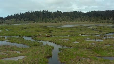 Tracking-shot-of-two-people-paddling-a-canoe-through-a-green-estuary