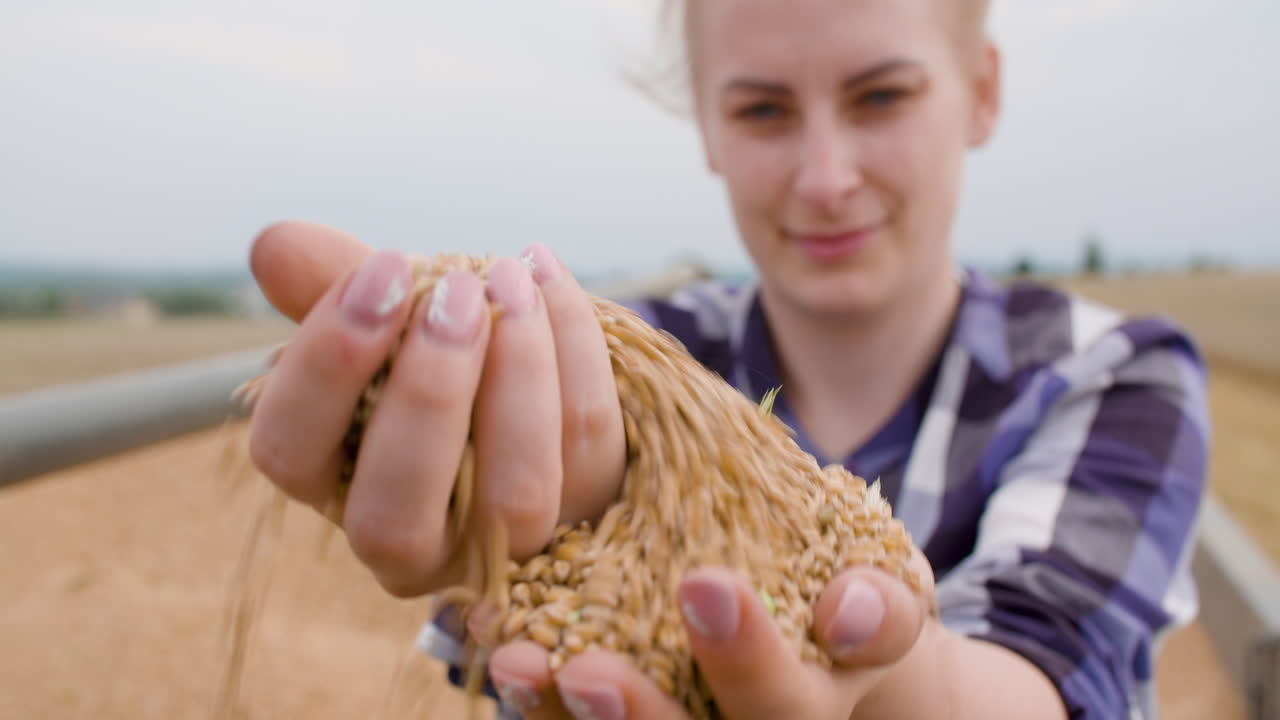 Free stock video - Wheat grains in farmer hands agriculture 8