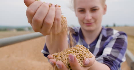 wheat grains in farmer hands agriculture 8