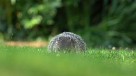 una marmota comiendo hierba en el patio