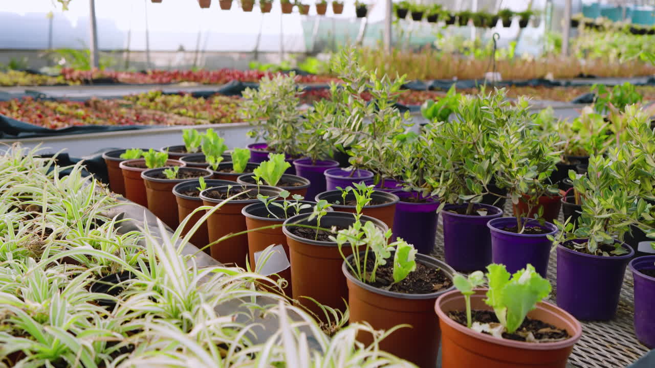 Plants growing in pots at greenhouse nursery, showcasing vibrant greenery