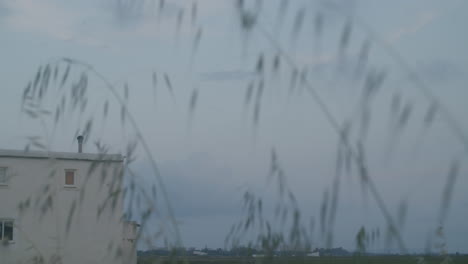 a white building with a roof, seen through tall grass, against a cloudy sky.