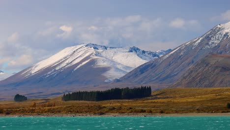 wide panning shot reveals turquoise lake tekapo, snow-covered southern alps, autumn foliage, and pine forest under daylight with soft, natural lighting