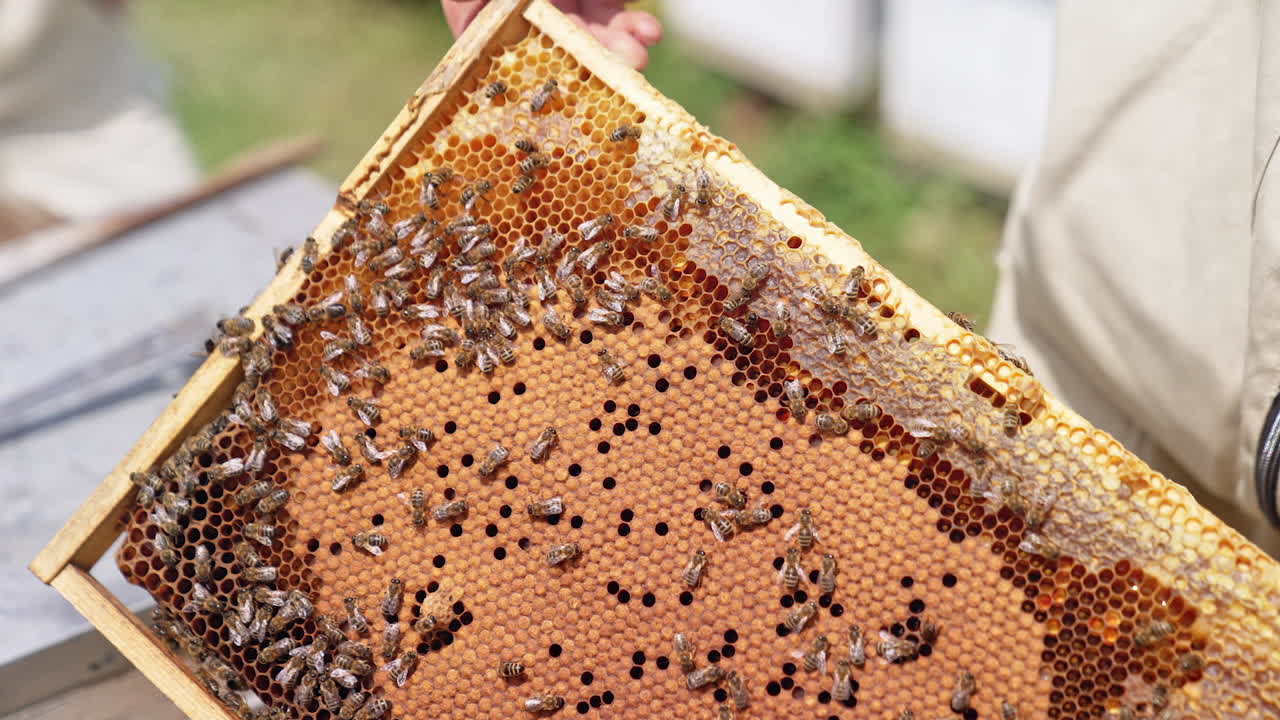 Honey frame in beekeeper's hands. Apiarist holding frame with bees working on it. Bee farmer examining bees. Close-up. Apiary concept.