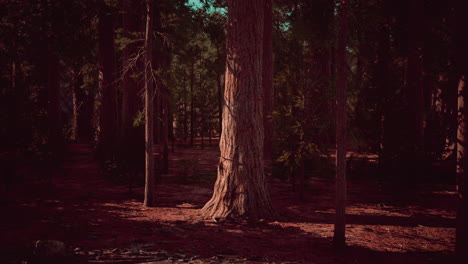 árbol-Secoya-En-El-Parque-Nacional-De-Yosemite