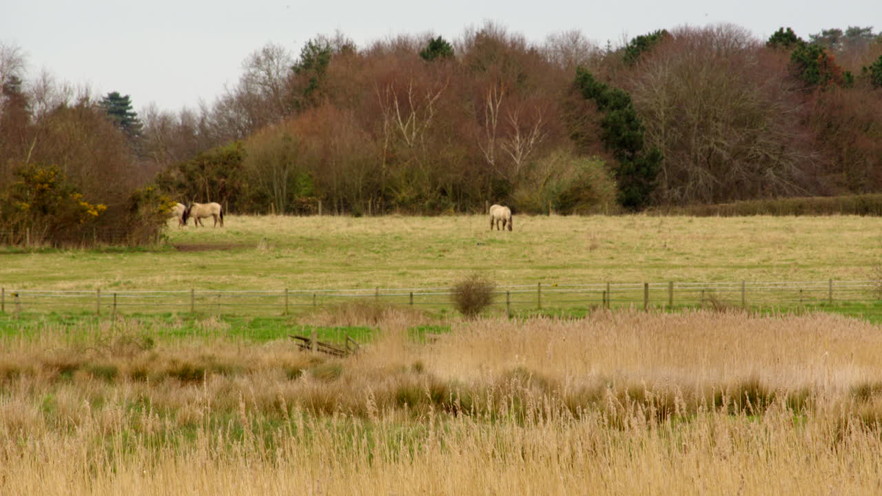 disparo lejano de caballos en un campo de pastoreo con cañas en primer plano en una reserva natural de humedales en el río hormiga en los norfolk broads