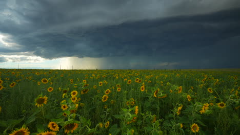 Filmische,-Kardanisch-Stabilisierte-Luftaufnahme-In-Zeitlupe,-Denver,-Colorado,-Sommer,-Heftiger-Regen,-Gewitter,-Nachmittag,-Atemberaubende,-Atemberaubende-Bauern-Sonnenblumenfelder,-Kilometerweit,-Vordere-Reihe,-Felsige-Berglandschaft-Nach-Links