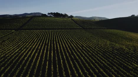 Drive-by-of-vineyards-in-Sonoma,-California-at-Sunrise