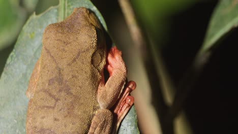 una panorámica superior rápida a una pequeña rana arborícola descansando sobre una hoja en la selva amazónica