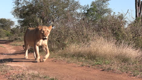 una leona caminando por delante y en la hierba alta de la sabana sudafricana