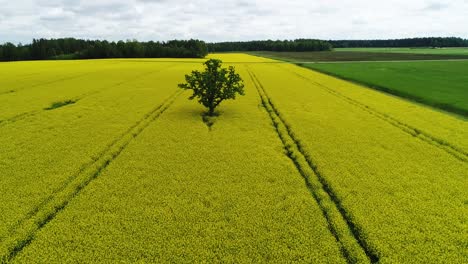 Oilseed-rape,-rapeseed-field-with-oak-tree-flyby