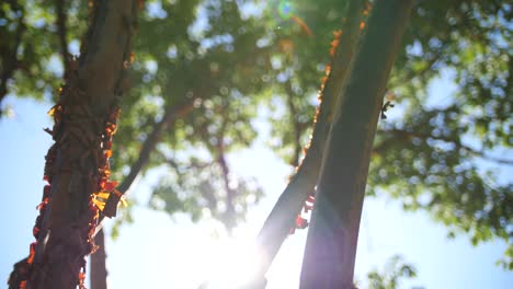 árbol de madroño bajo el sol en columbia británica, canadá