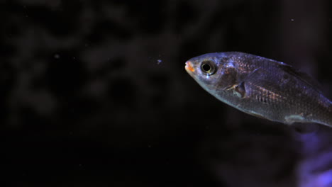 cute aquarium fish floating against coral background. closeup