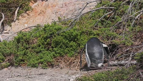 a beautiful african penguin standing by it's nest on boulder's beach, south africa - close up
