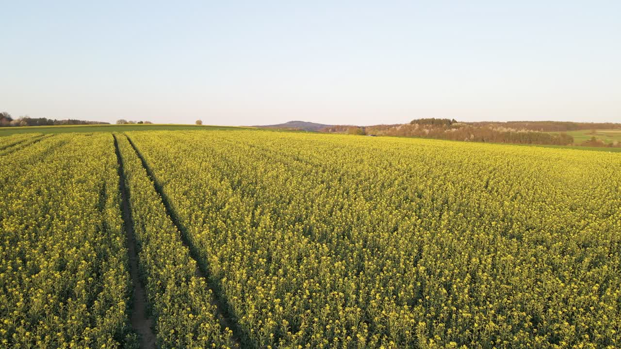 Rigoglioso e vasto campo di colza in fiore nella splendida campagna dell'Assia in Germania, Europa.