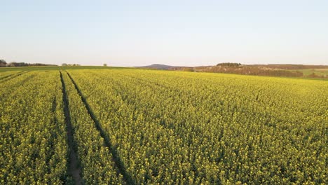 exuberante y expansivo campo de colza que florece en la impresionante campiña de hesse en alemania, europa