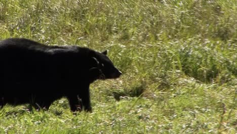 black bear walking in tall grass, outside of the forest. ketchikan, alaska